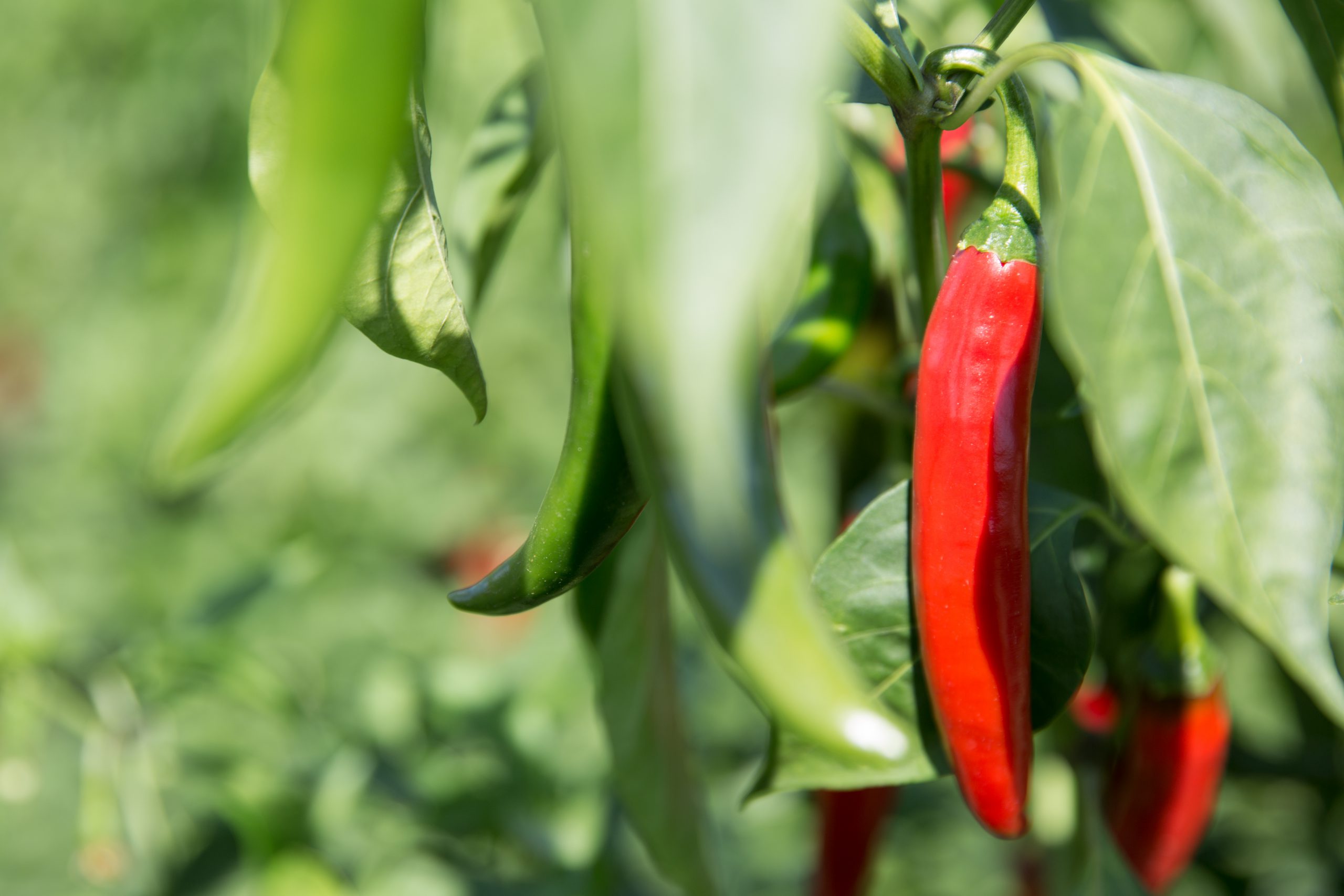 Peperoncino rosso lungo