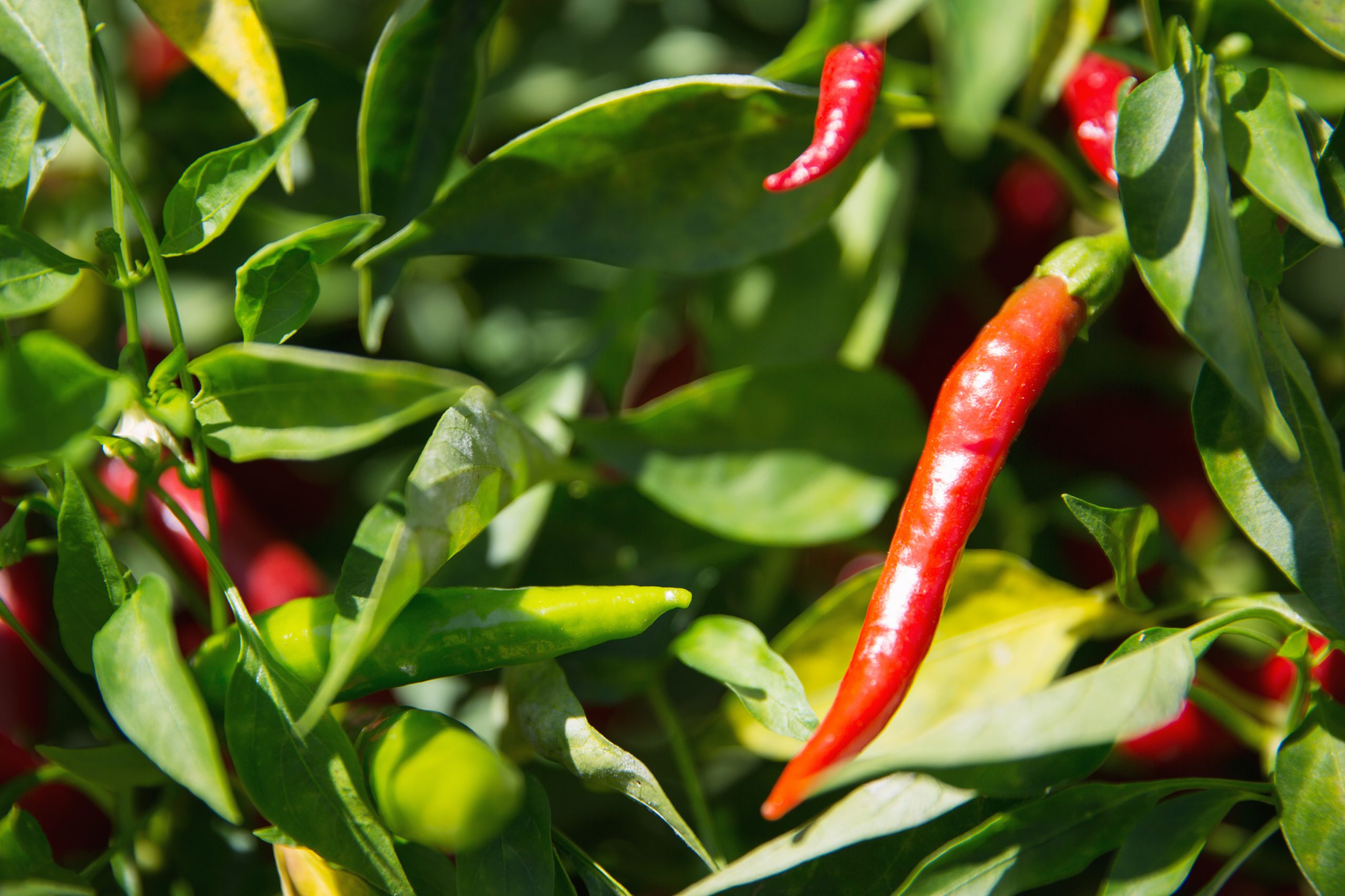 Peperoncino rosso lungo
