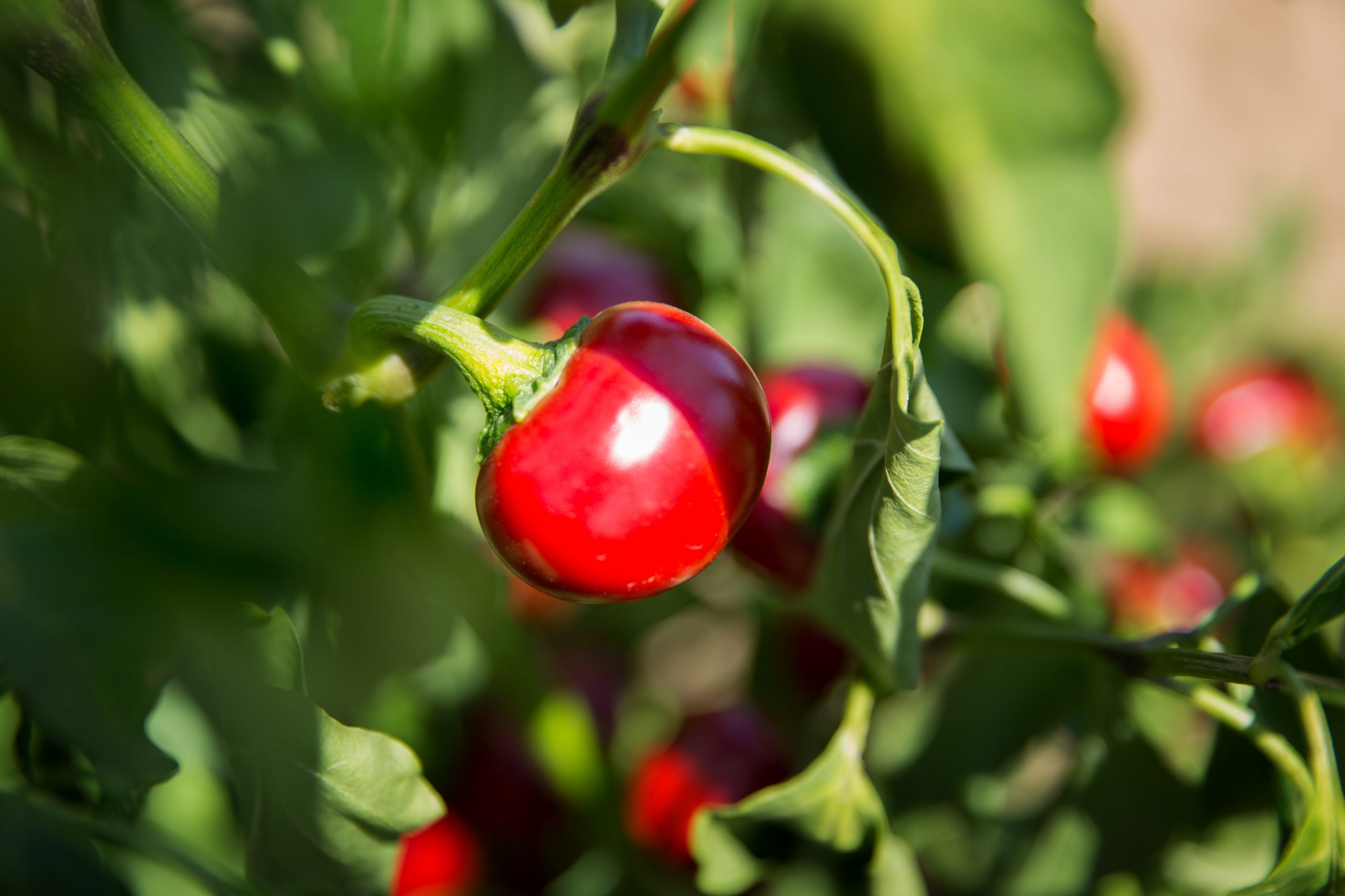 Peperoncino rotondo